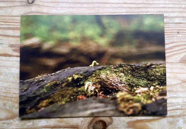 Postkarte - Würmchen im Hambi