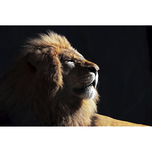 Lion bain de soleil (Couleur) - ref: 4448