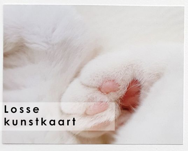 Losse kaart met envelop wit - Kattenpootjes