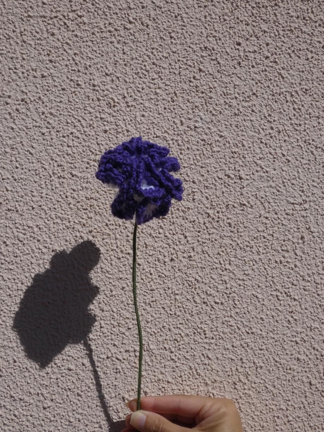 Œillet blanc et violet foncé 