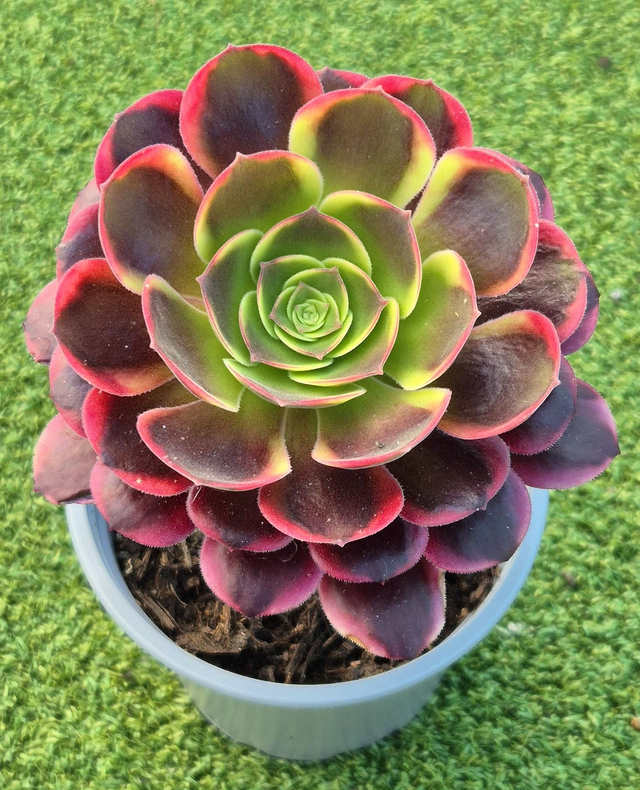 Aeonium 'Superbang'