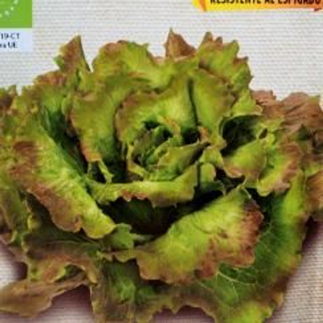 s. lechuga maravilla de verano
