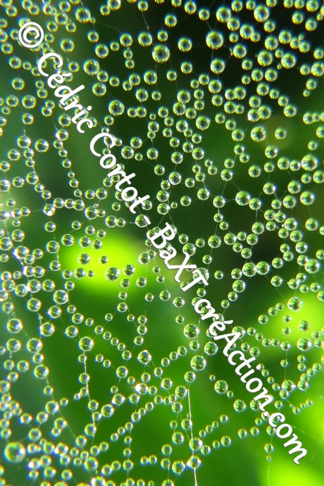 Impression sur alu dibond - Rosée et gouttes de pluie (ref 7481)