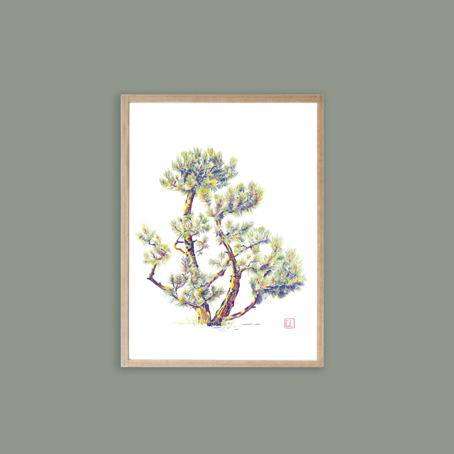 Petit encadré - Pin des Alpes