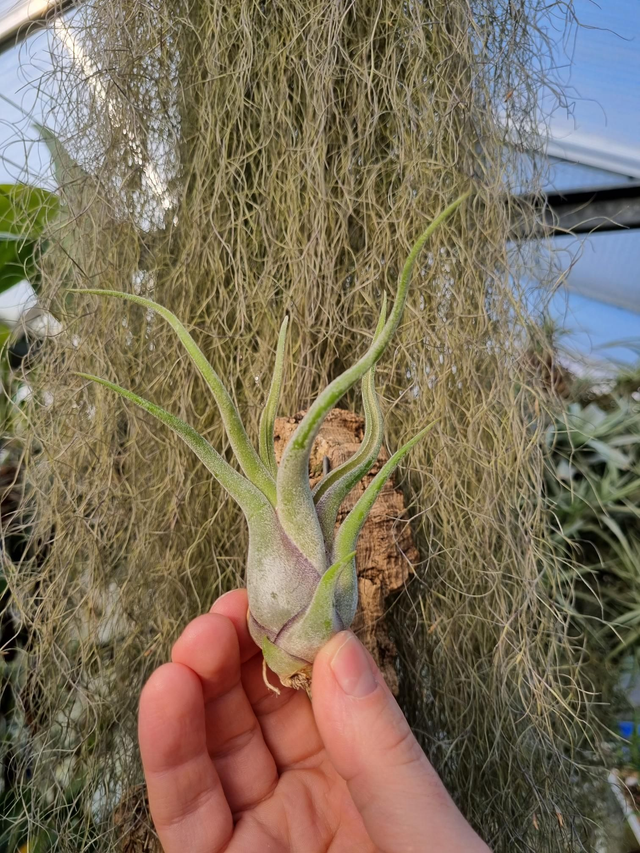 Tillandsia caput medusae