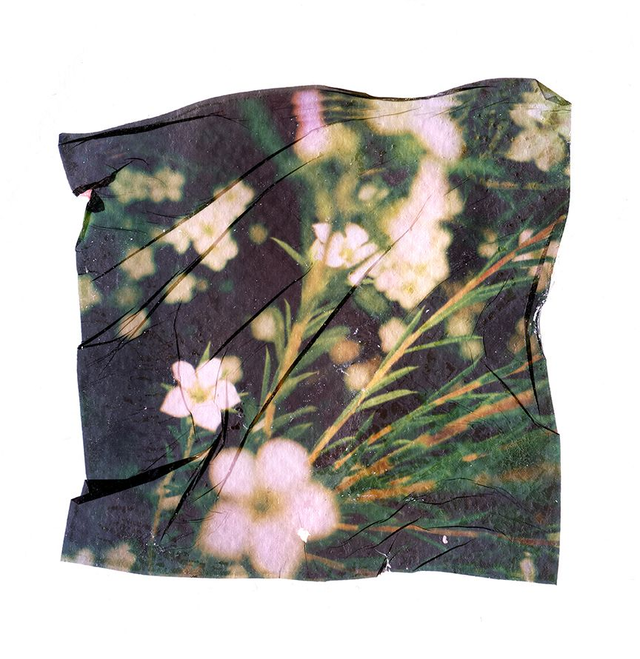 Polaroid Emulsion Lift Small Flowers - 12x12 inches