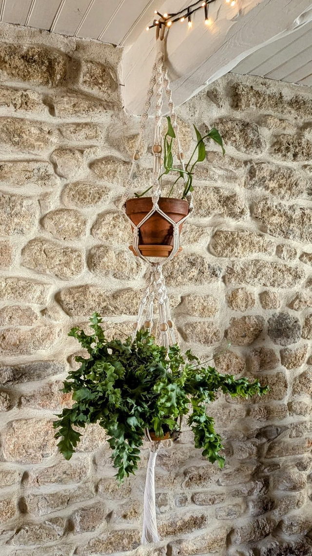 Suspension double plantes Hoya