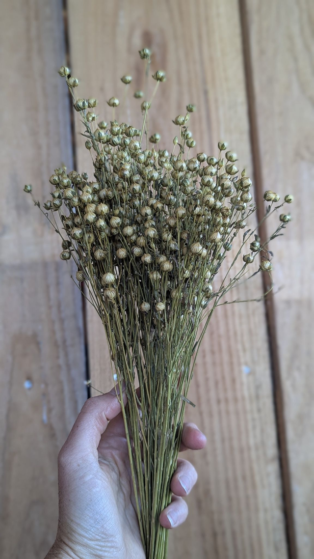 Fleurs séchées Lin