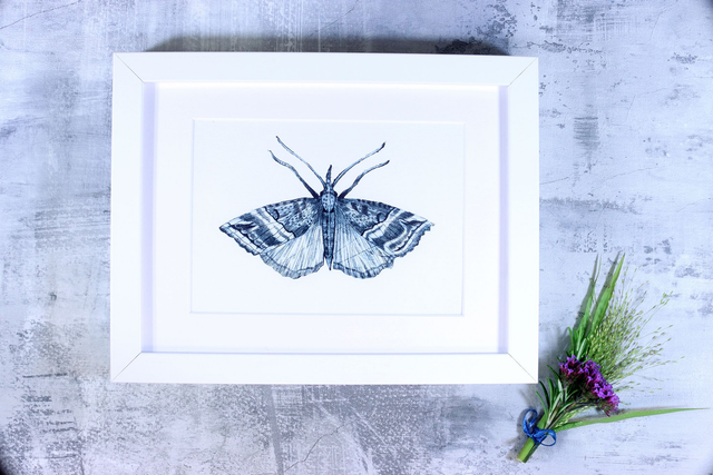 Drypoint Print: Buttoned Snout Moth