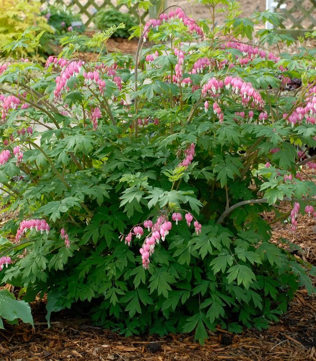 A12 . Dicentra spectabilis 'Cupid'