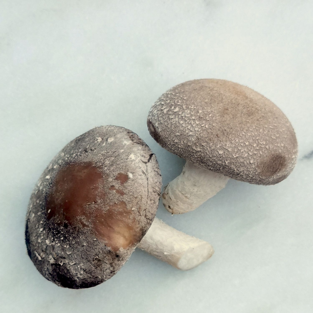 Shiitake BIO (Lentinula edodes)