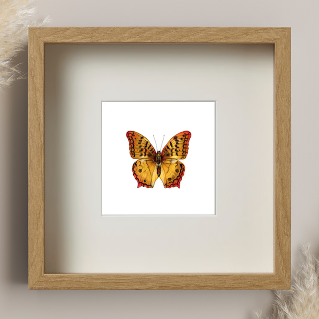 Papillon Géant - Atlas Moth isloé