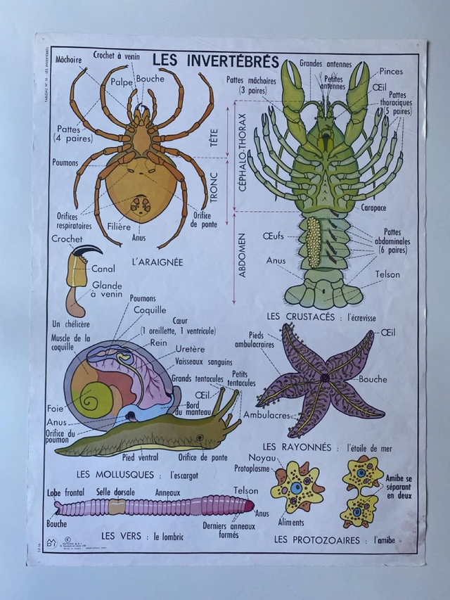 Affiche ancienne École (Recto / Verso) - Les Insectes - Les Invertébrés