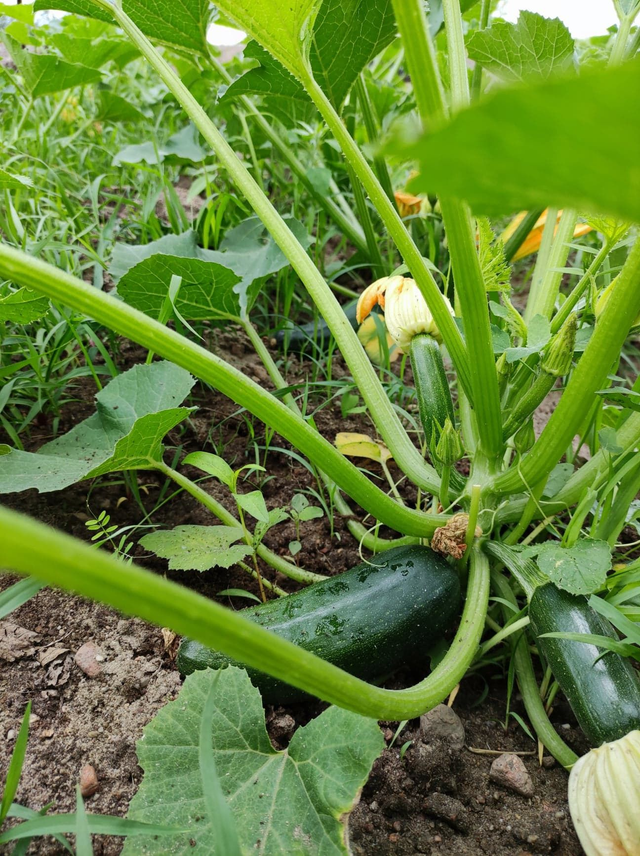 Cukinia zielona EKO / 1kg