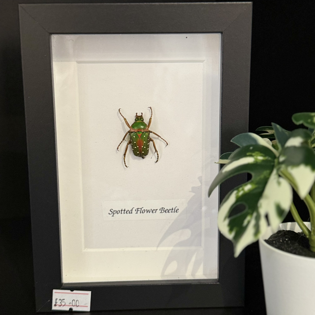 Spotted Flower Beetle