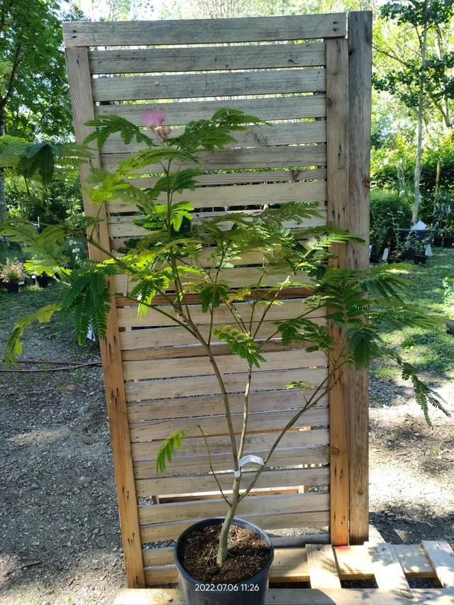 Albizia Julibrissin 'Rouge Sélection' - Tige 1-1.25m - C10l