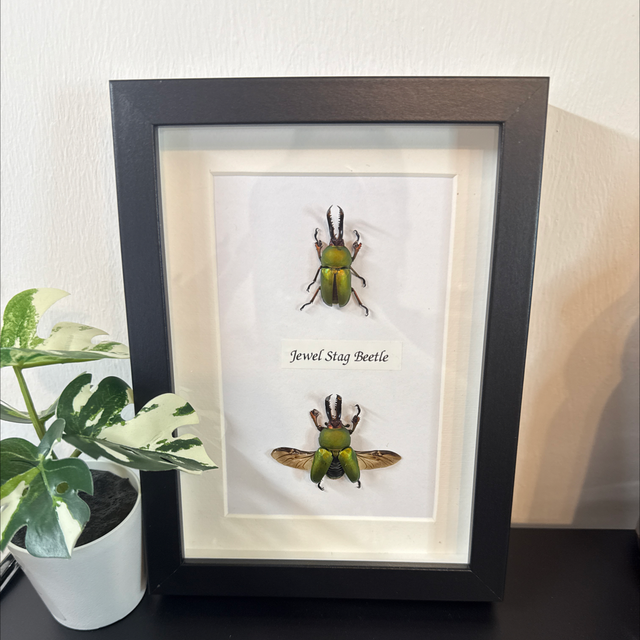 Jewel Stag Beetle