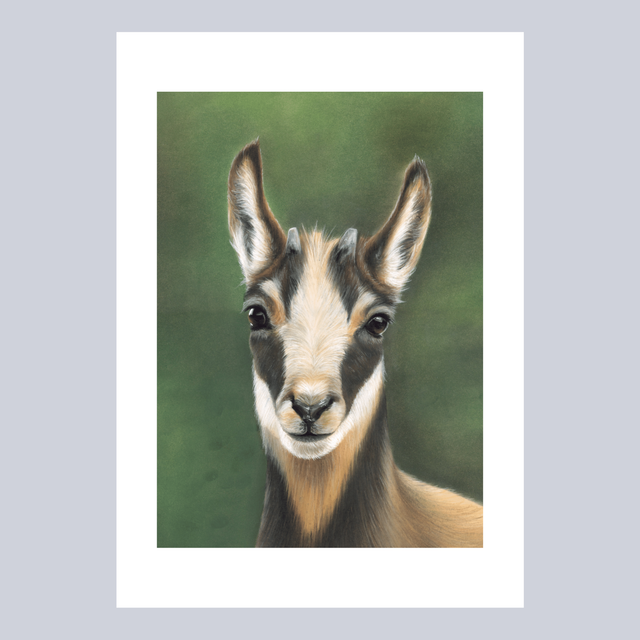 Reproductions - Chamois N°5
