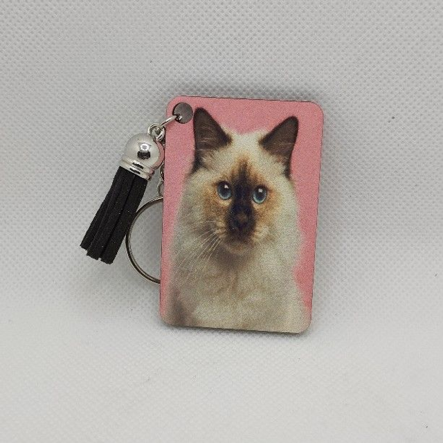 Chat Sacré de Birmanie