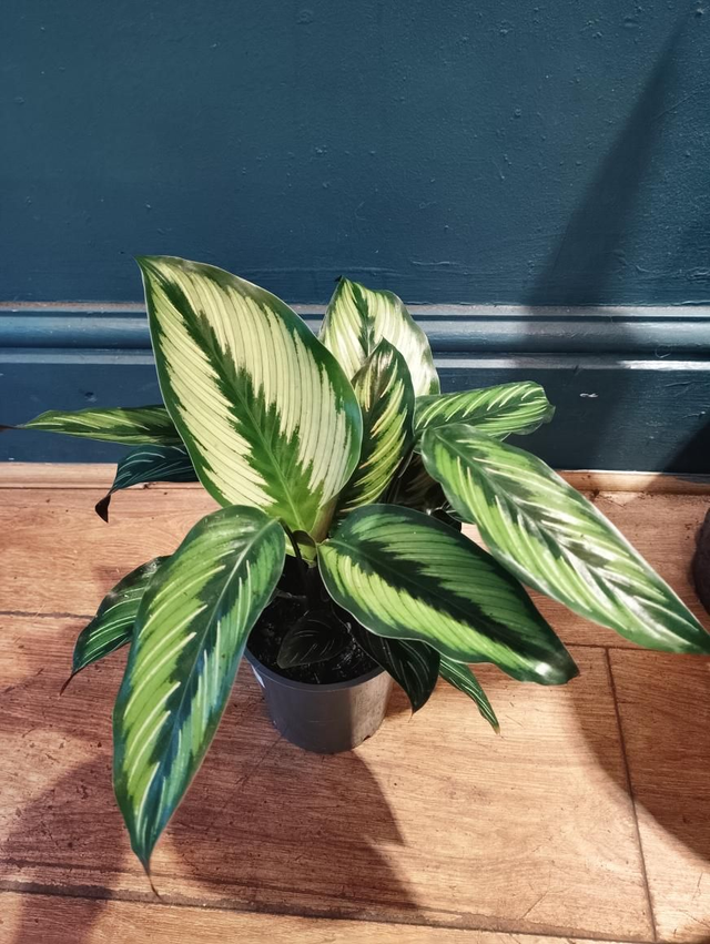 Calathea pinstripe in 12cm pot 