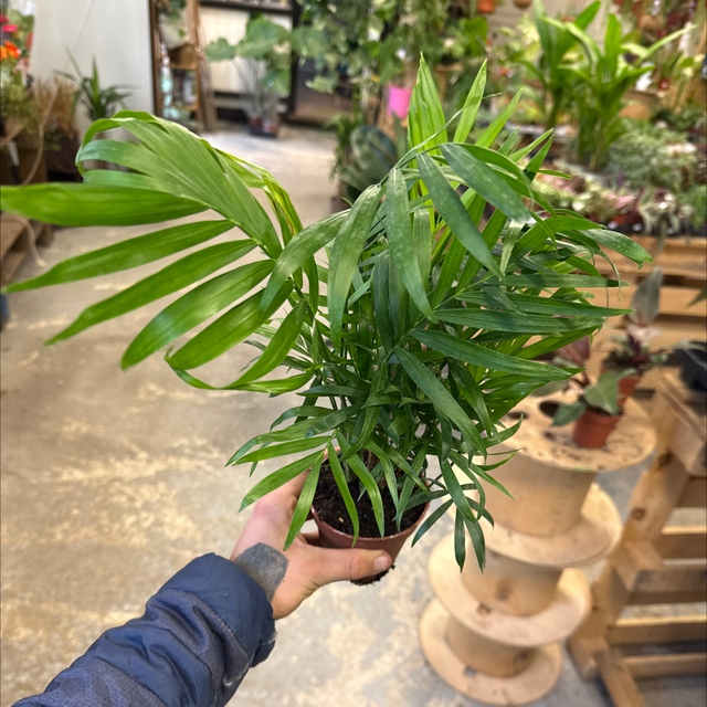 Chamaed elegans (Petit palmier d’intérieur) 