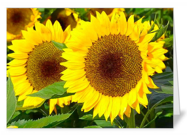 Best Sunflower variety pack of 5 luxury notecards (best value)