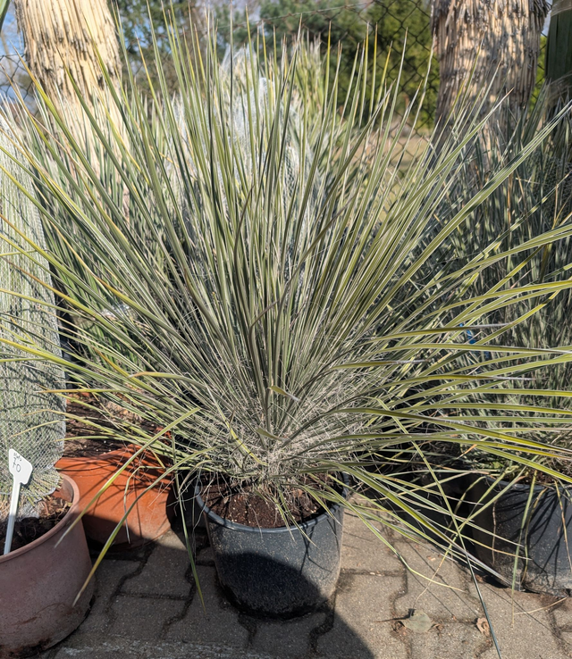 Yucca Elata