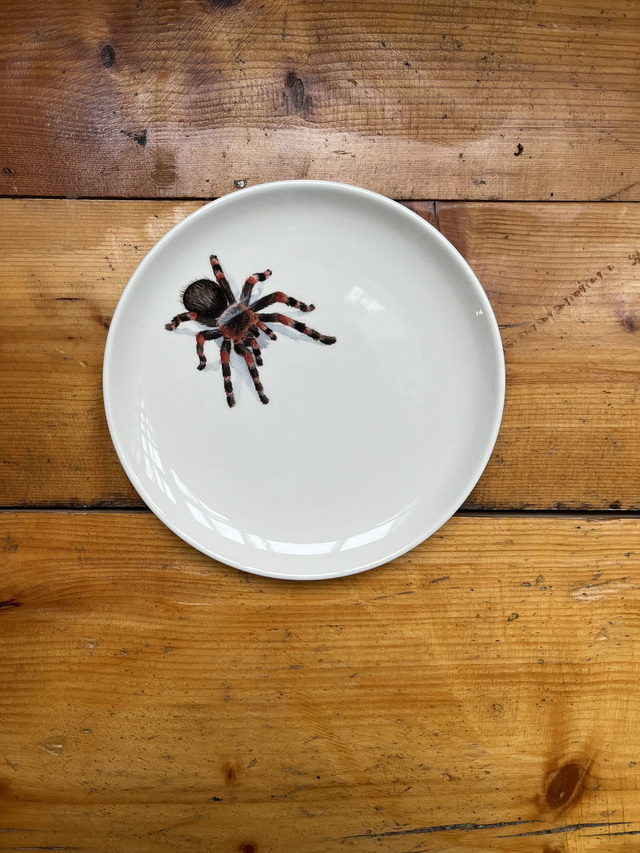 Teller glatt 18cm Vogelspinne