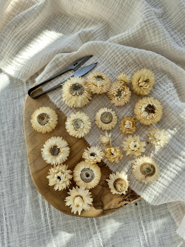 Vide atelier - Immortelles blanches