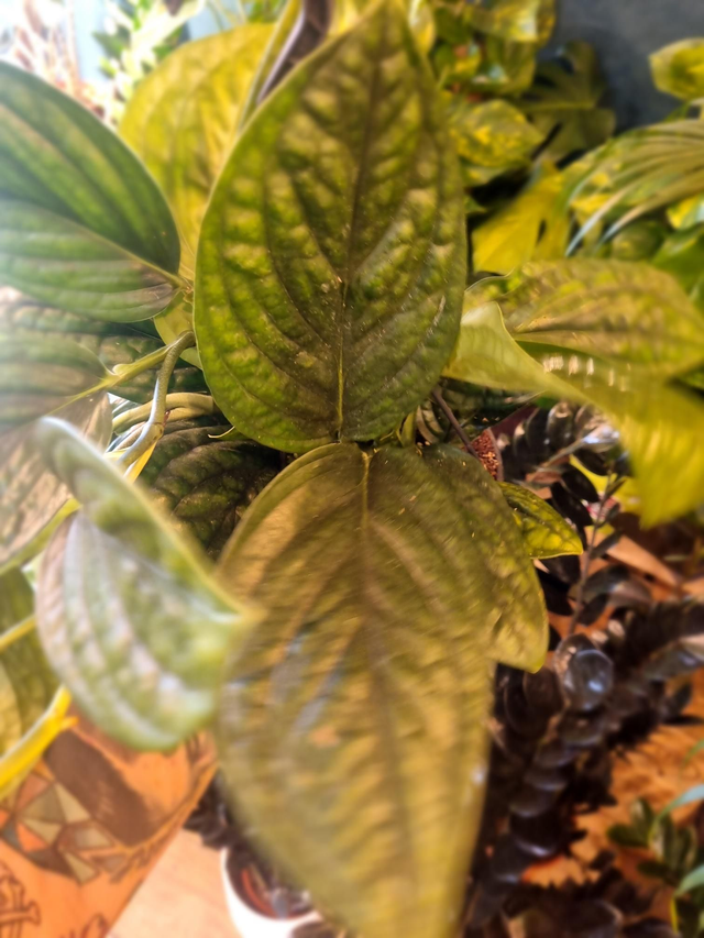 Pothos marble planet hanging 