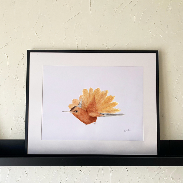 Colibrí de Juan Fernández 