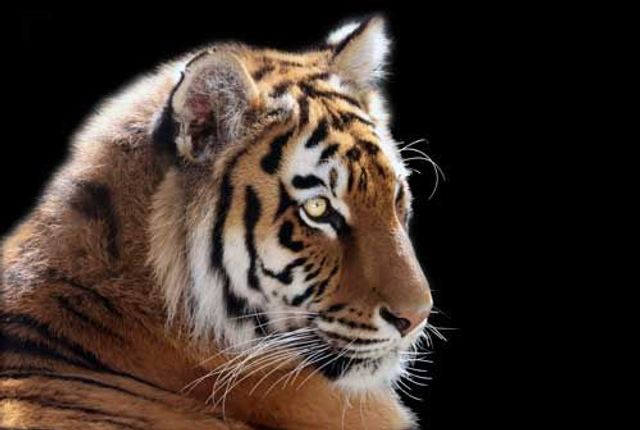 L' oeil du Tigre  - ref: 4561