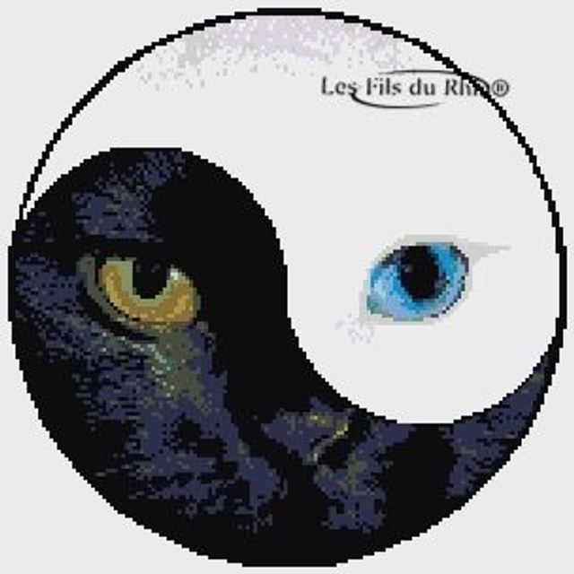 Grille les yeux du chat