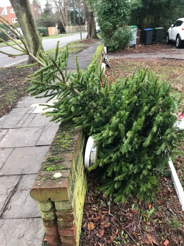 Christmas Tree Collection &amp; Recycling