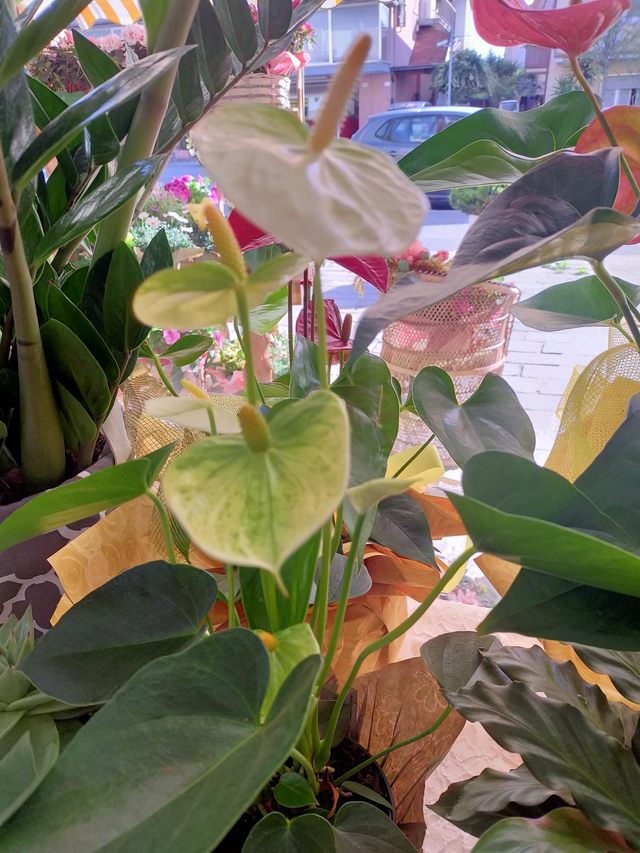 Anthurium Piccolo