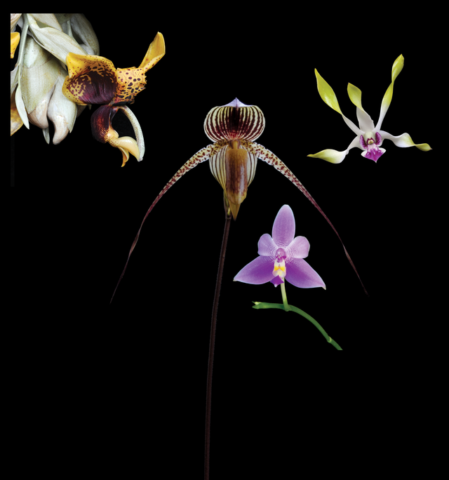 Solus Combination Essence