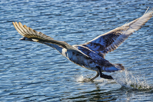 Cygne au decollage