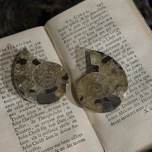 Paire de demi-ammonites polies 003