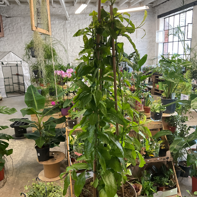 Plumbago Auriculata