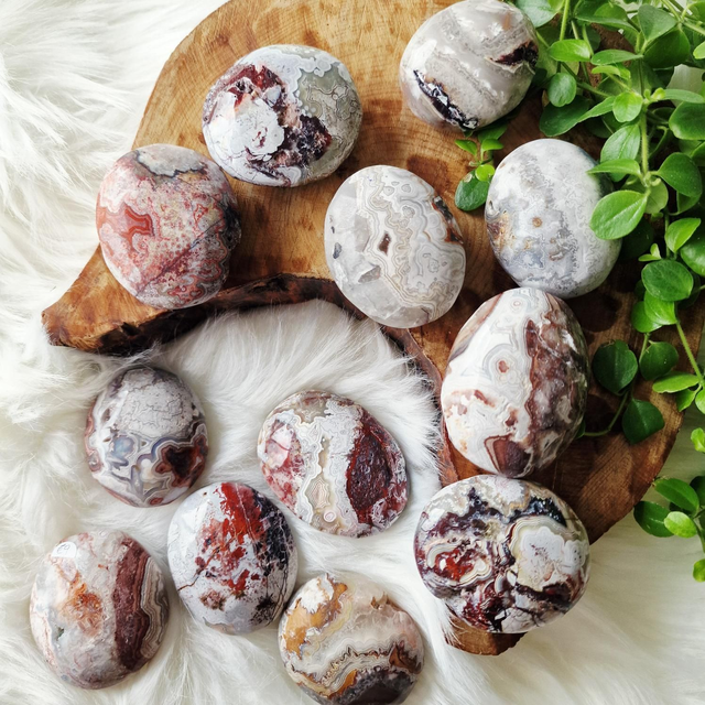 Mexican crazy lace palm