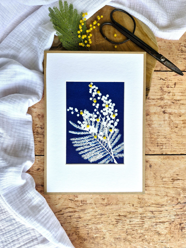 💙 Cyanotype encadré - 5 - Mimosa Ô!  