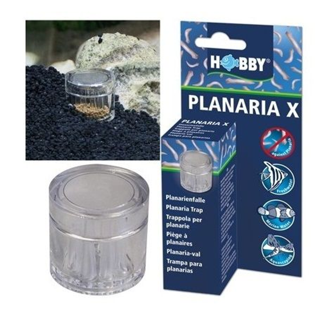 HOBBY Planaria x  piège à planaires
