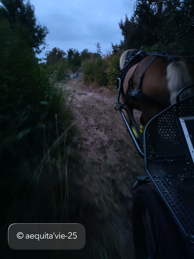 Balade en Calèche - Nocturne