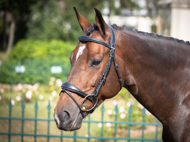 Bridon JUMP'IN One Bruxelles