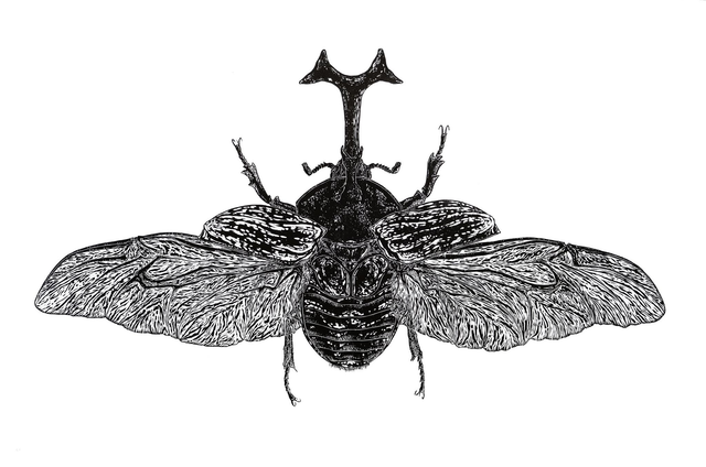 Tripoxylus dichotomus, xylographie 80 x 120 cm