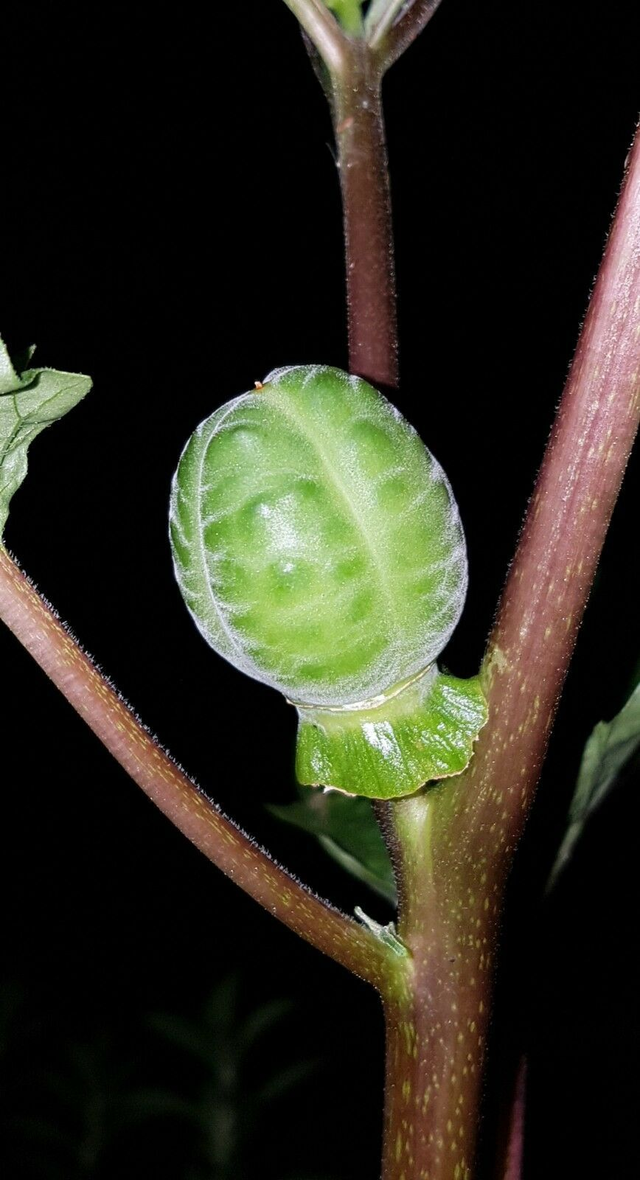 50 graines Datura inermis seeds stramoine angels trumpet samen burgmansia
