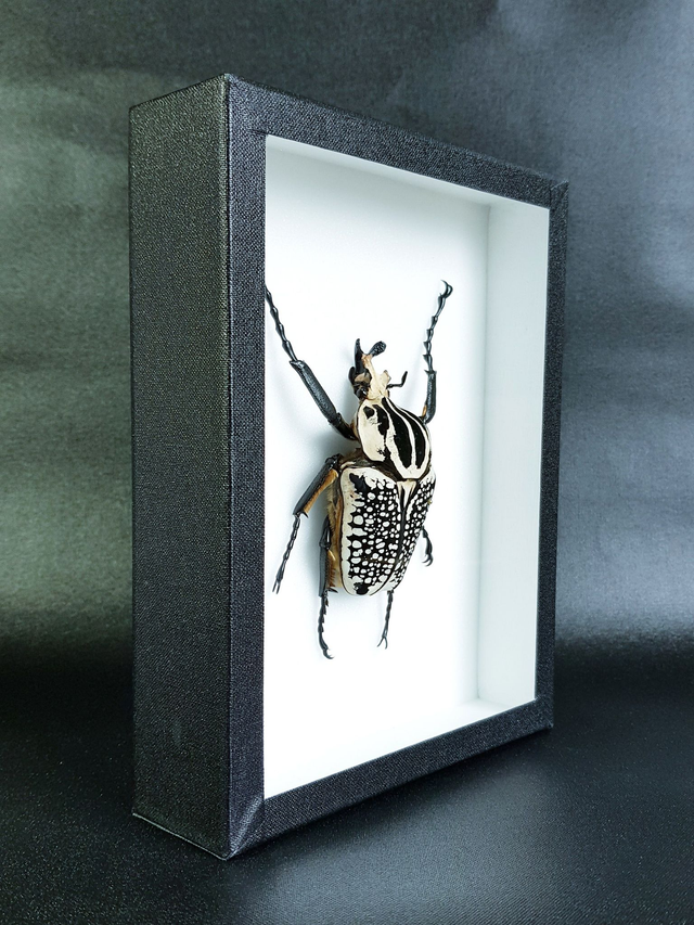 Goliathus goliathus meleagris (mâle)