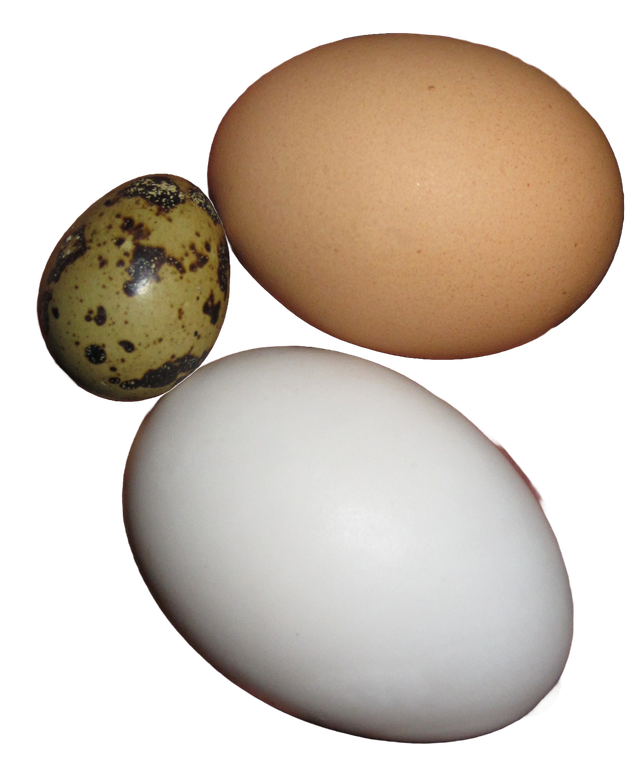 Gänseeier lose pro Stück