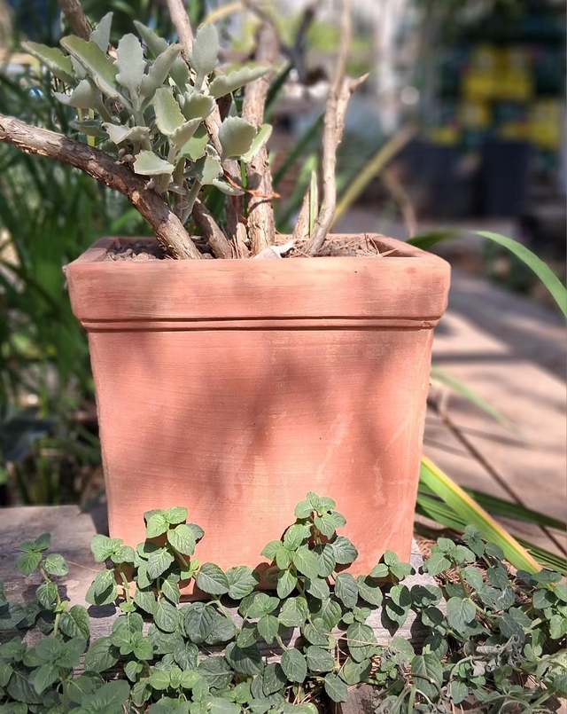 K25 . Vaso quadro in terracotta 22x22