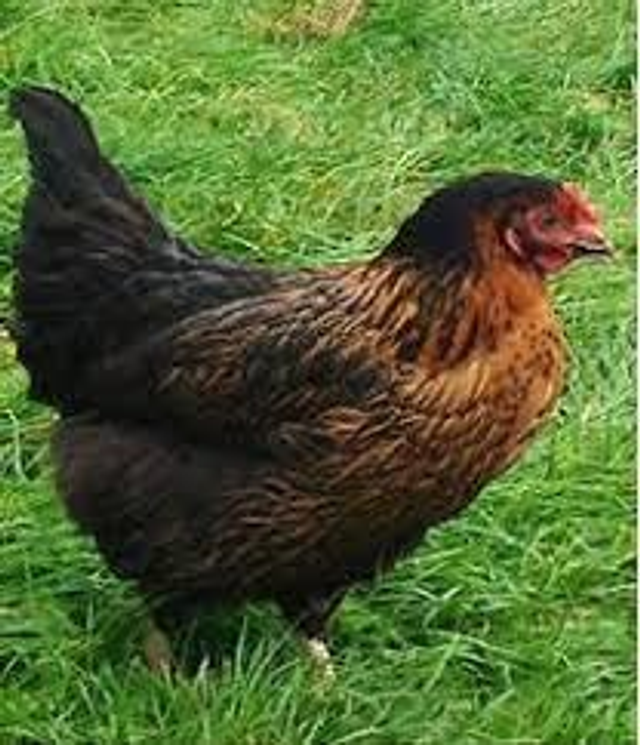 Millwood Russet - DARK egg layer - PRE ORDER FOR MARCH 2026